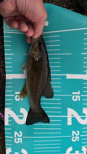 スモールマウスバスの釣果