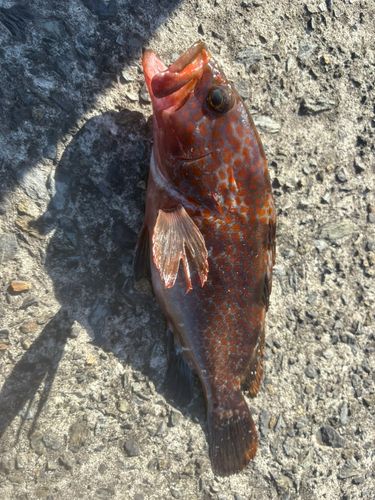 キジハタの釣果