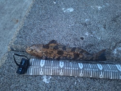 アイナメの釣果