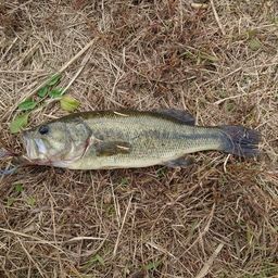 ラージマウスバス