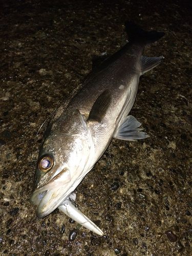 フッコ（マルスズキ）の釣果