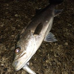 フッコ（マルスズキ）