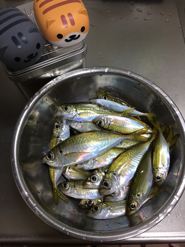 アジの釣果