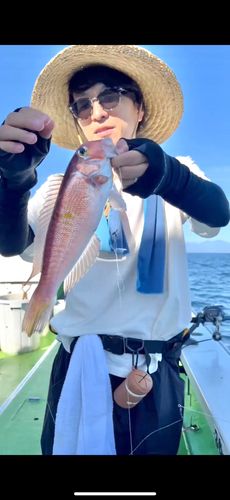 アマダイの釣果