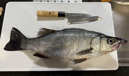 ヒラスズキの釣果