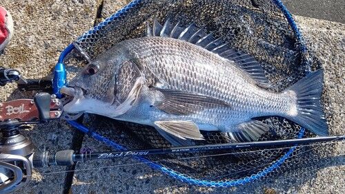 クロダイの釣果
