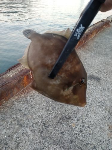 カワハギの釣果