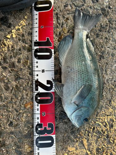 アジュール舞子