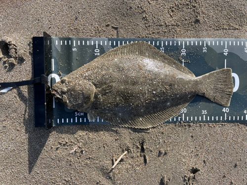 ヒラメの釣果