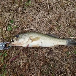 ラージマウスバス