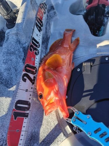 アカハタの釣果