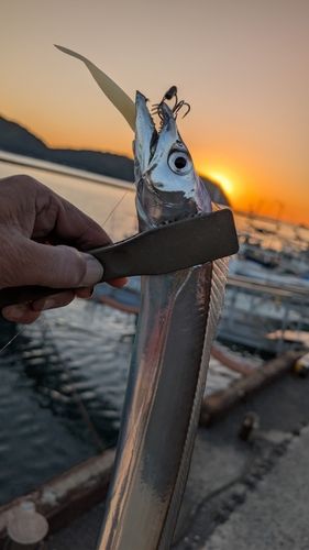 タチウオの釣果