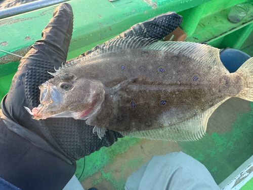 ガンゾウビラメの釣果