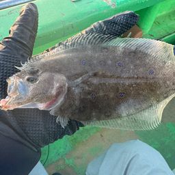 ガンゾウビラメ