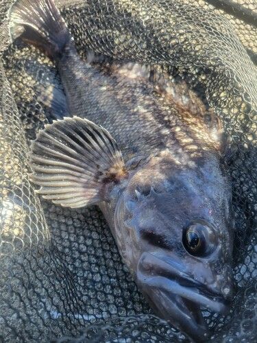 クロソイの釣果