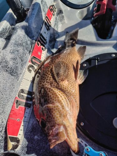 オオモンハタの釣果