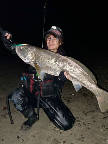 オオニベの釣果