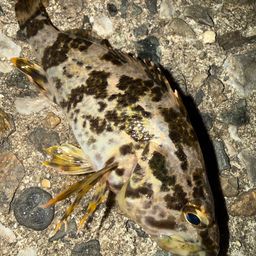 タケノコメバル