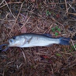 ラージマウスバス