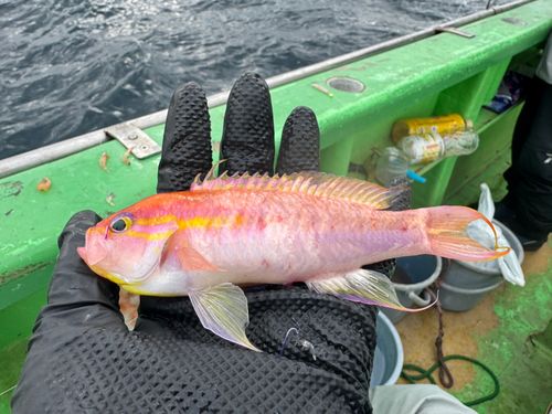 ハナダイの釣果