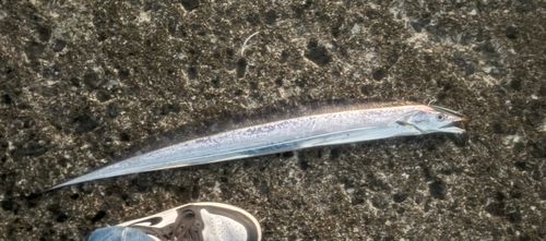 タチウオの釣果