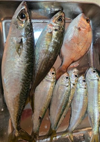 サバの釣果
