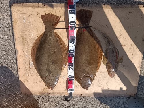 ヒラメの釣果