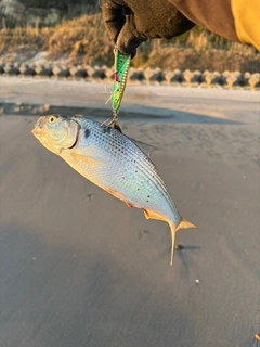 コノシロの釣果