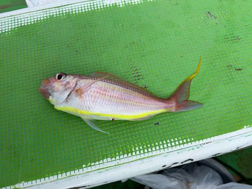 ソコイトヨリの釣果