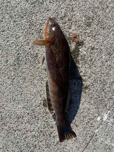 アイナメの釣果