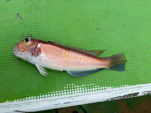 アカアマダイの釣果