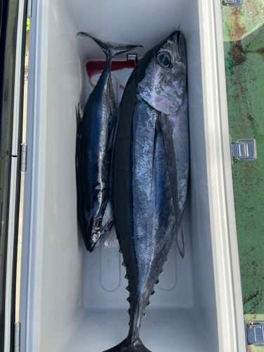 ビンチョウマグロの釣果