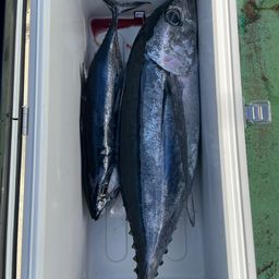 ビンチョウマグロ