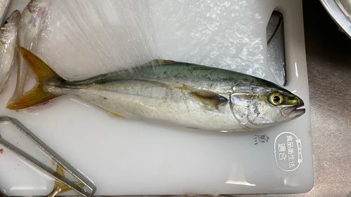 ヒラマサの釣果