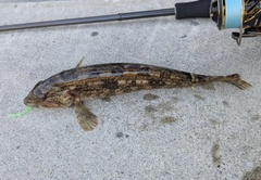 アイナメの釣果