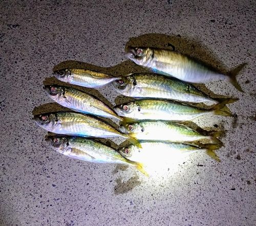 アジの釣果