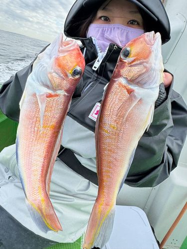 アカアマダイの釣果