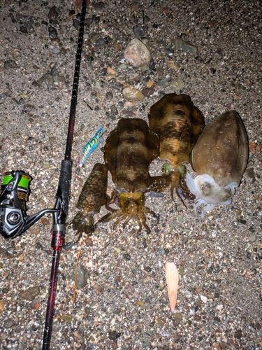 アオリイカの釣果