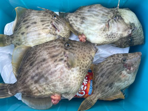 カワハギの釣果