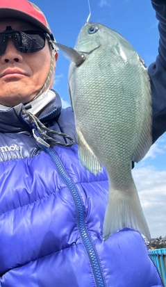 メジナの釣果