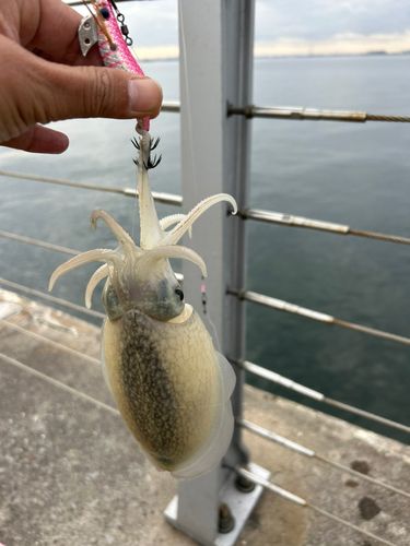 シリヤケイカの釣果