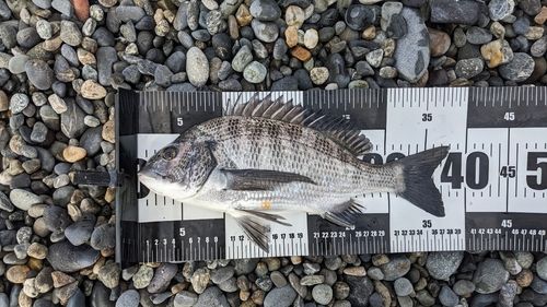 クロダイの釣果