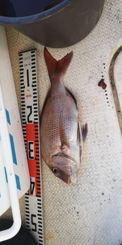 タイの釣果