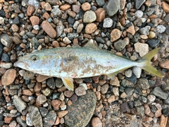 フクラギの釣果