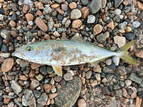 フクラギの釣果