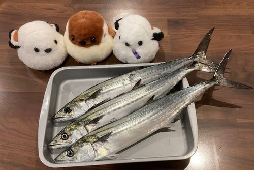 サゴシの釣果