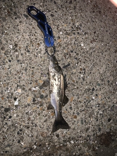 セイゴ（マルスズキ）の釣果