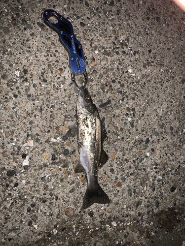 セイゴ（マルスズキ）の釣果