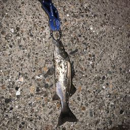 セイゴ（マルスズキ）