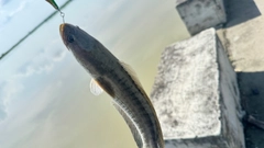 トーマンの釣果